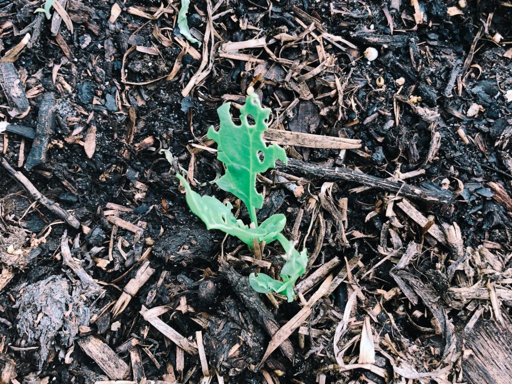 Spinach Sprout Eaten By Worm