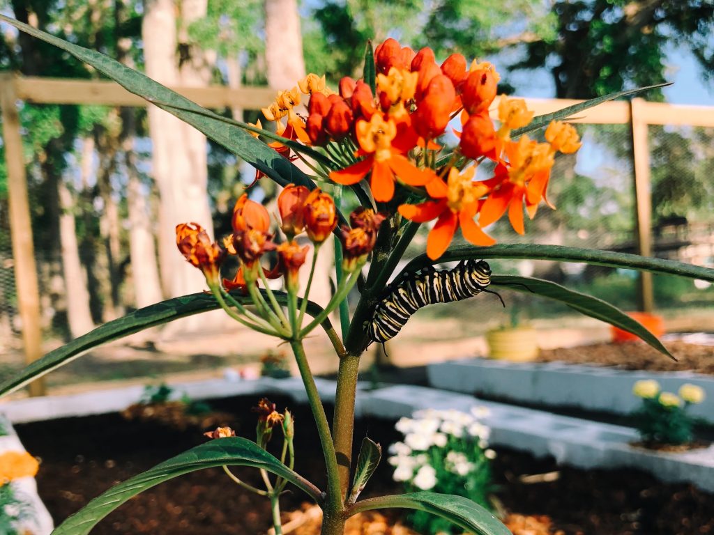 Monarch Caterpillar on Milkweed