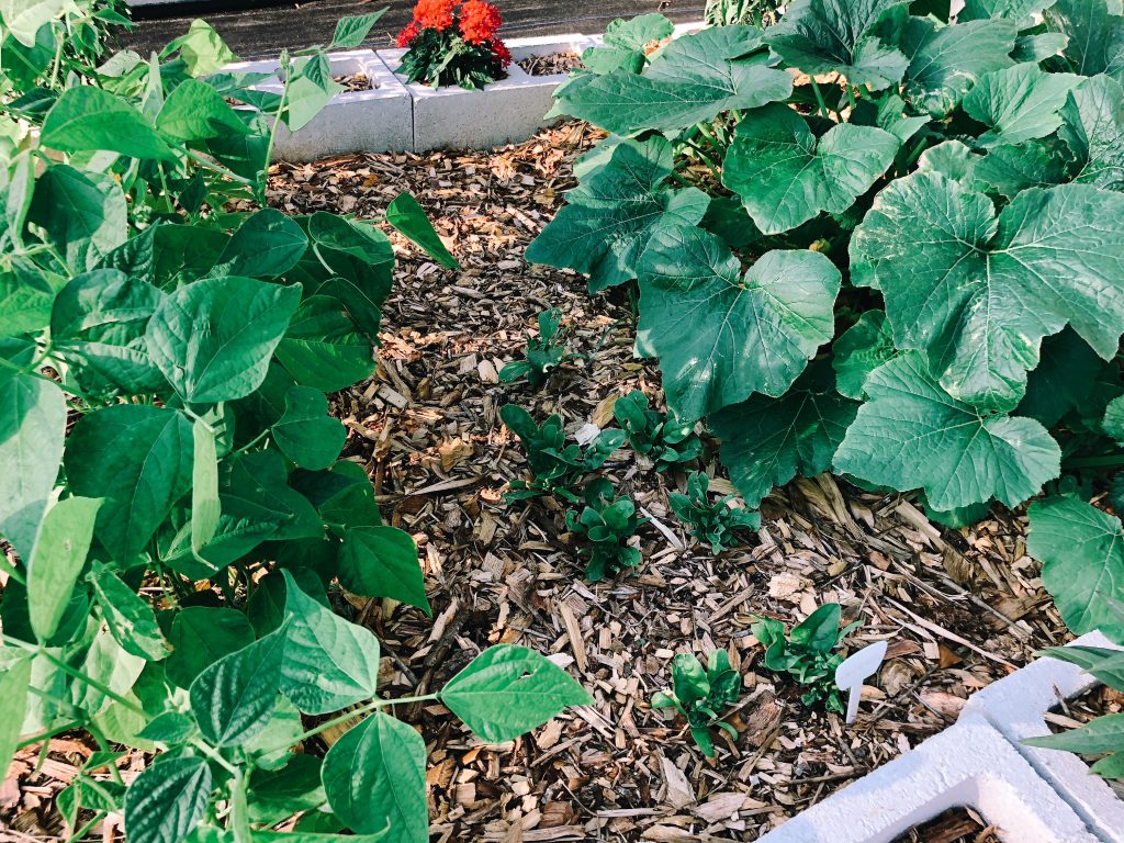 Spinach Between Green Beans and Squash