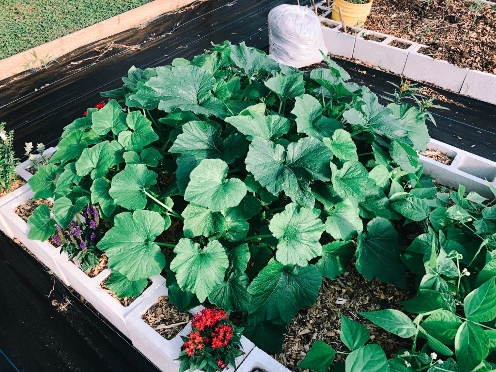 Yellow Squash & Zucchini