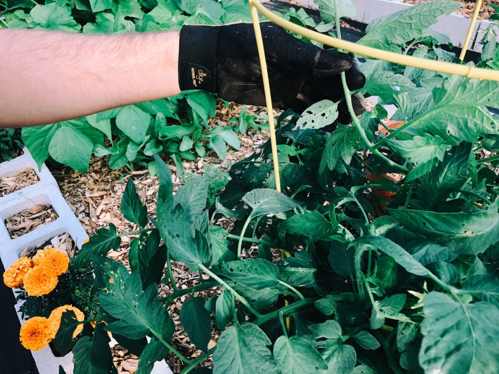 Worms on Tomato Plant