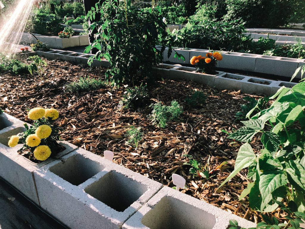 Carrots, Marigolds, Tomatoes, and Green Beans