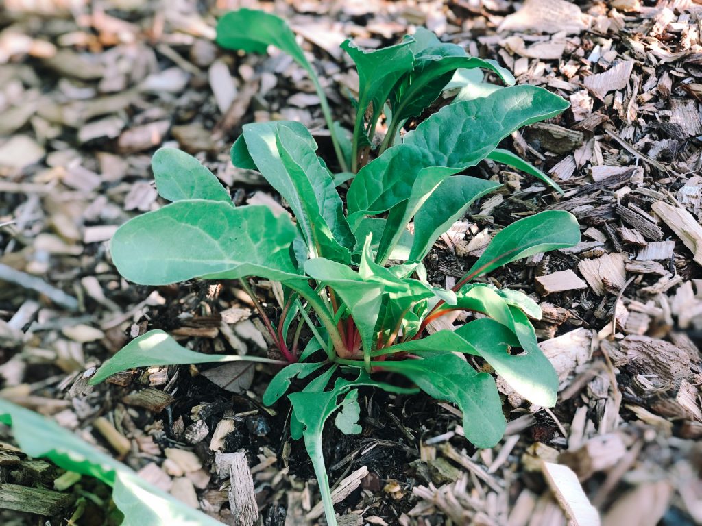 Baby Swiss Chard