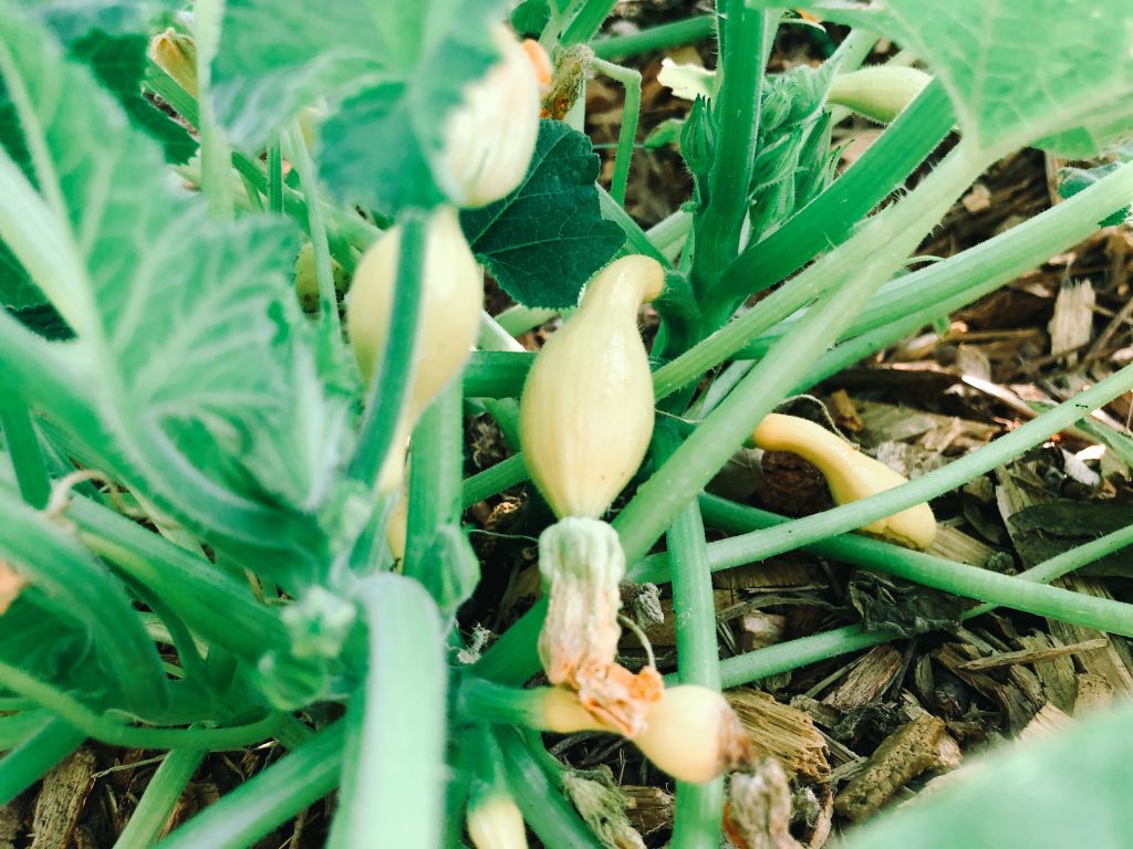 Yellow Summer Squash