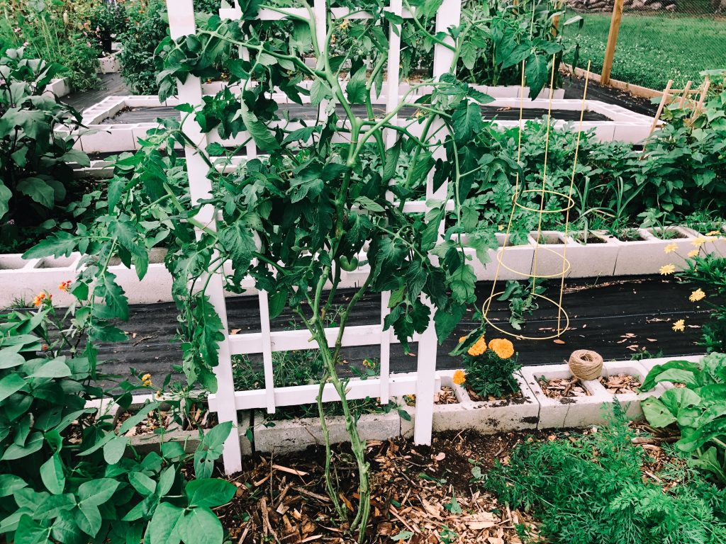 Tomato Plant on Trellis