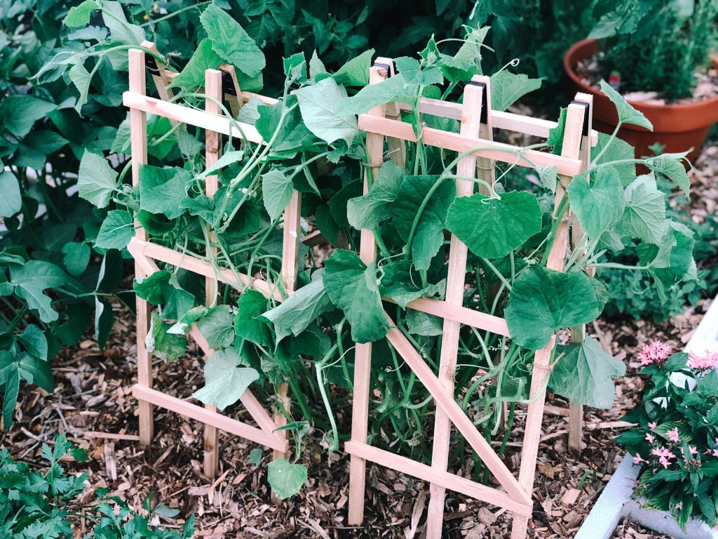 Cucumber on Trellis